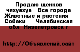 Продаю щенков чихуахуа - Все города Животные и растения » Собаки   . Челябинская обл.,Нязепетровск г.